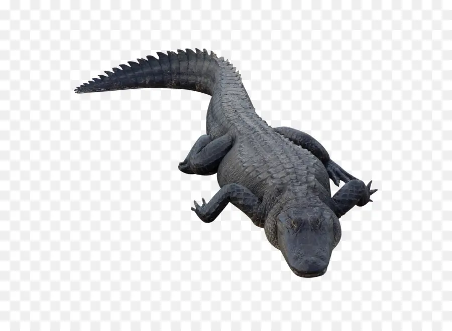 Crocodilo，Americana Jacaré PNG