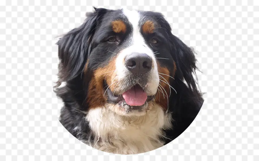 Bernese Mountain Cão，Maior Suíço Montanha Cão PNG