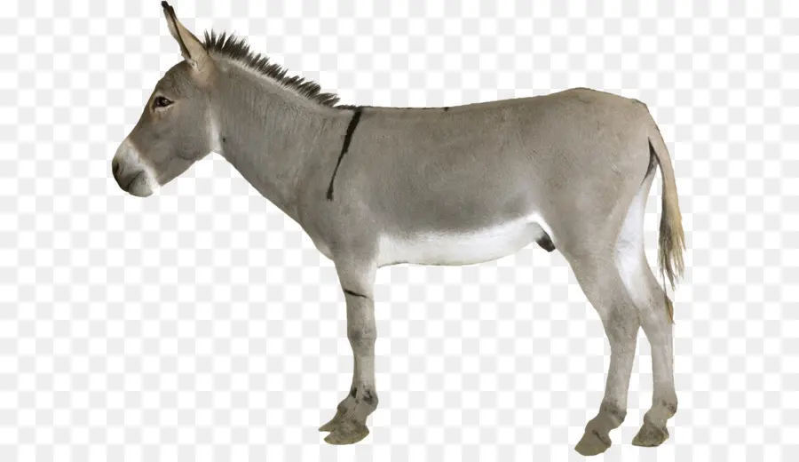 Wonky Burro，Burro PNG