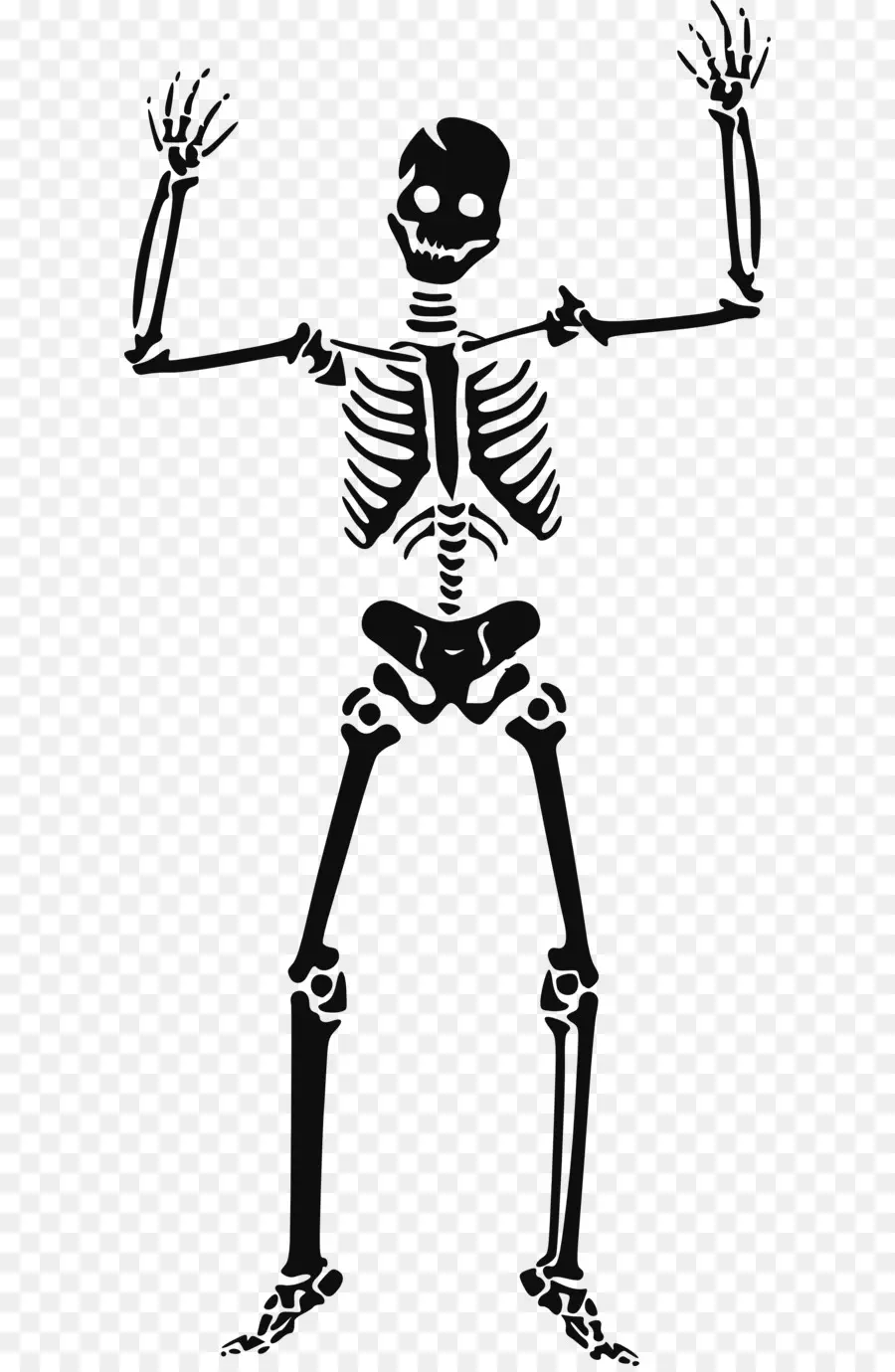 Esqueleto，Humano Esqueleto PNG