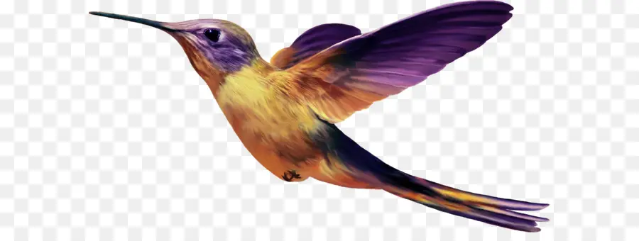 Colibri，Pássaro PNG