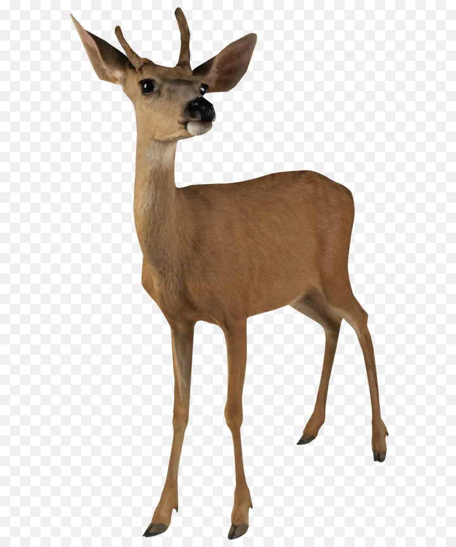 Deer，Branco De Rabo De Veado PNG