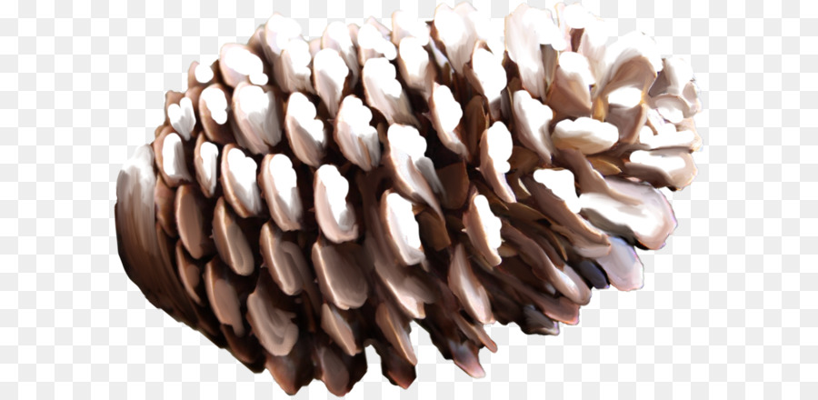 Conífera Cone，Pine PNG