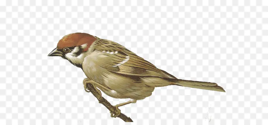 Casa Sparrow，Espanhol Sparrow PNG
