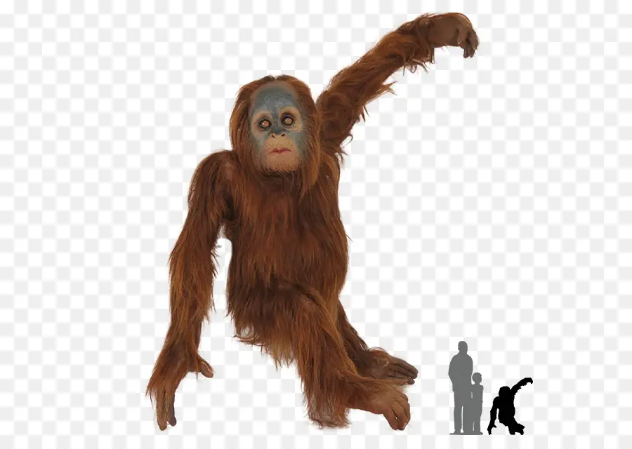 Comum Do Chimpanzé，Gorila PNG