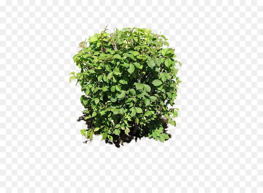Arbusto，Planta PNG