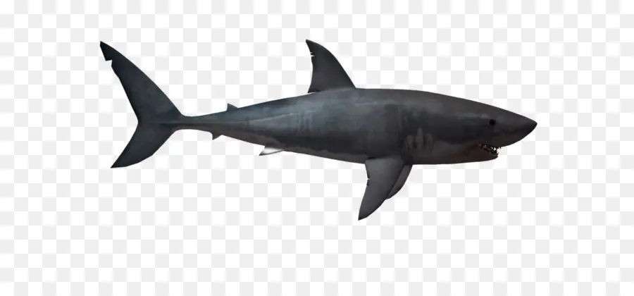Lamniformes，Grande Branca Tubarão PNG