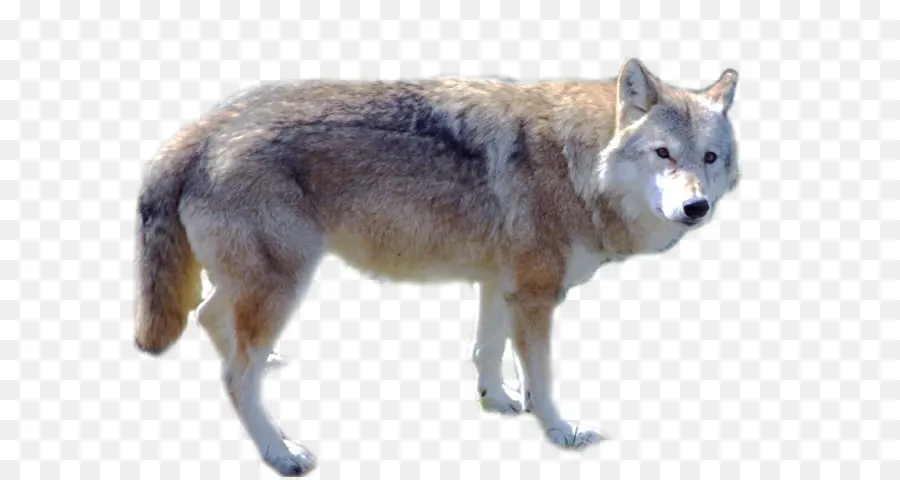 Cachorro，Arctic Wolf PNG