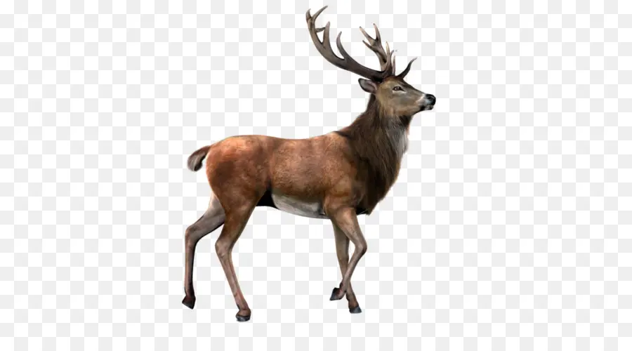 Deer，Computador ícones PNG