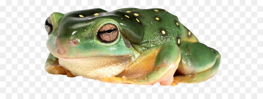 Sapo，Comestíveis Sapo PNG