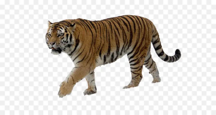 Siberian Tigre，Felidae PNG