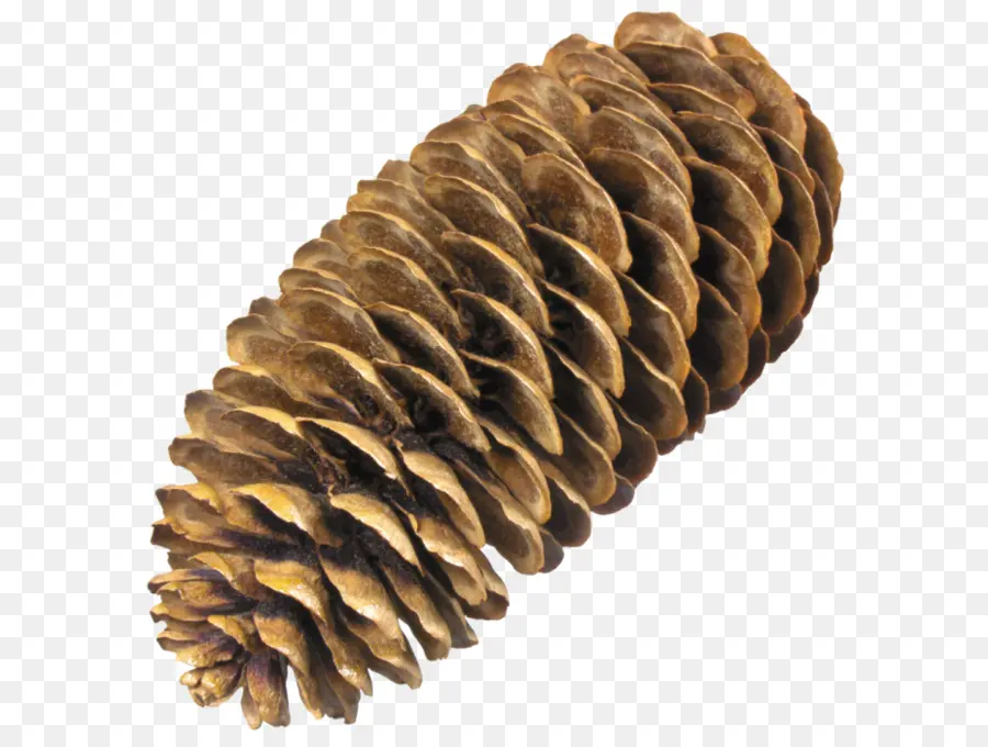 Conífera Cone，Pine PNG