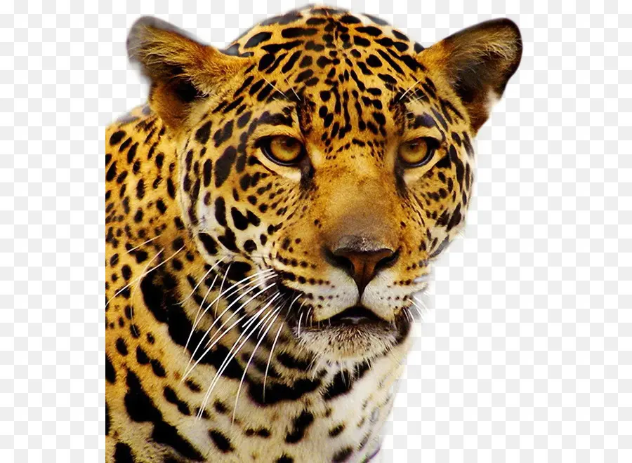 Jaguar，Selvagem PNG