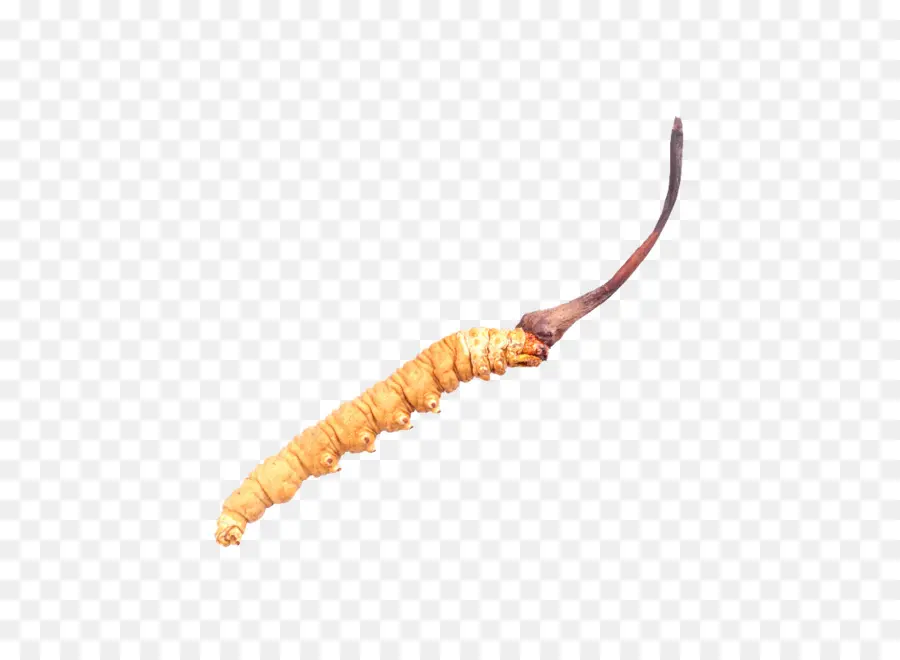 A Caterpillar Fungus，Cordyceps PNG