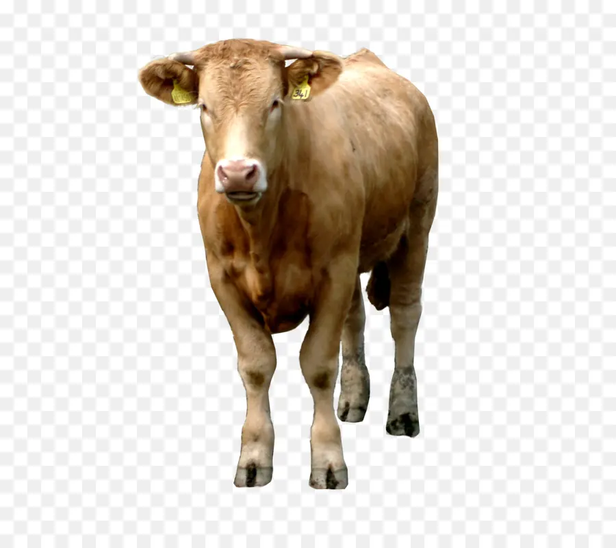 Carne Bovina De Gado，Livestock PNG