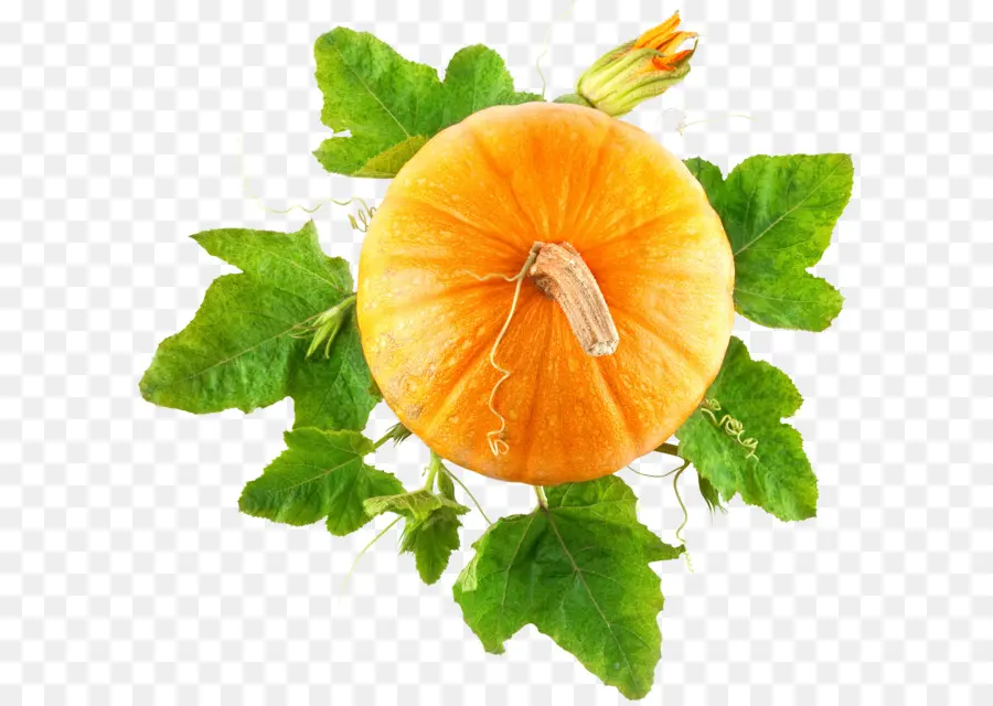 Cucurbita Pepo，Comida Orgânica PNG