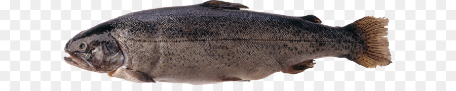 Peixe，Aquático PNG