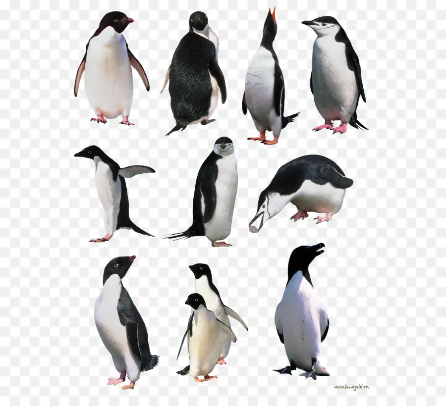 Pinguins，Pássaros PNG