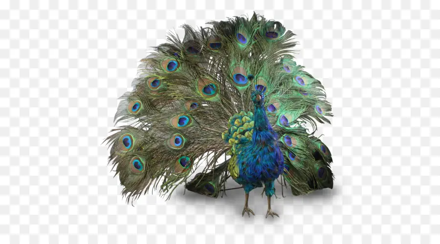 Aves，Peafowl PNG