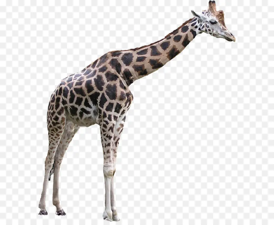 Girafa，Pontos PNG