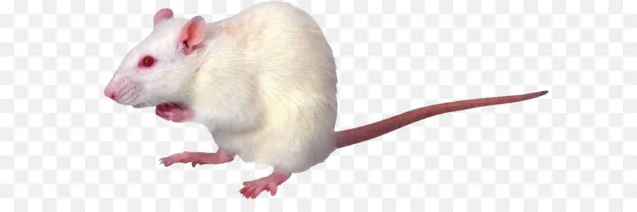 Rato Branco，Roedor PNG