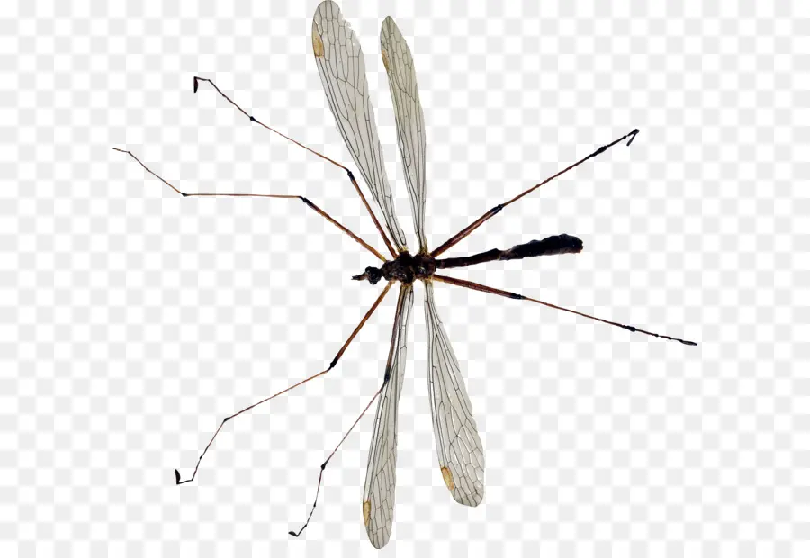 Inseto，Mosquito PNG