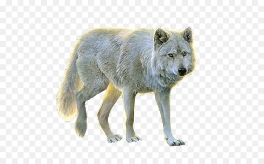 Cachorro，Coyote PNG