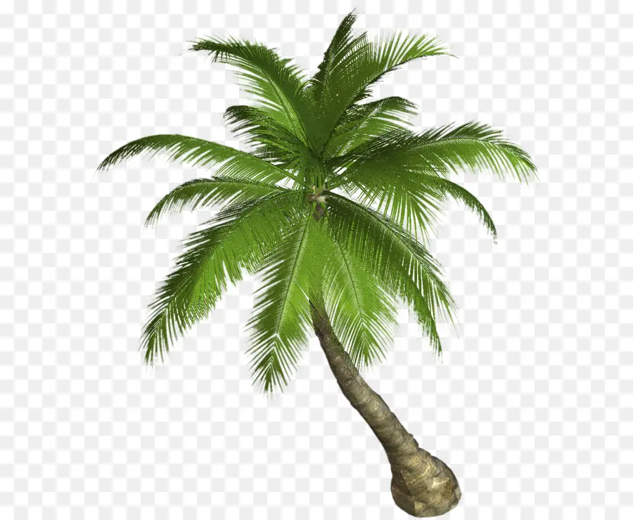 Arecaceae，Coco PNG