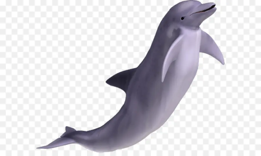 Comum De Garrafa Dolphin，Giratório Dolphin PNG