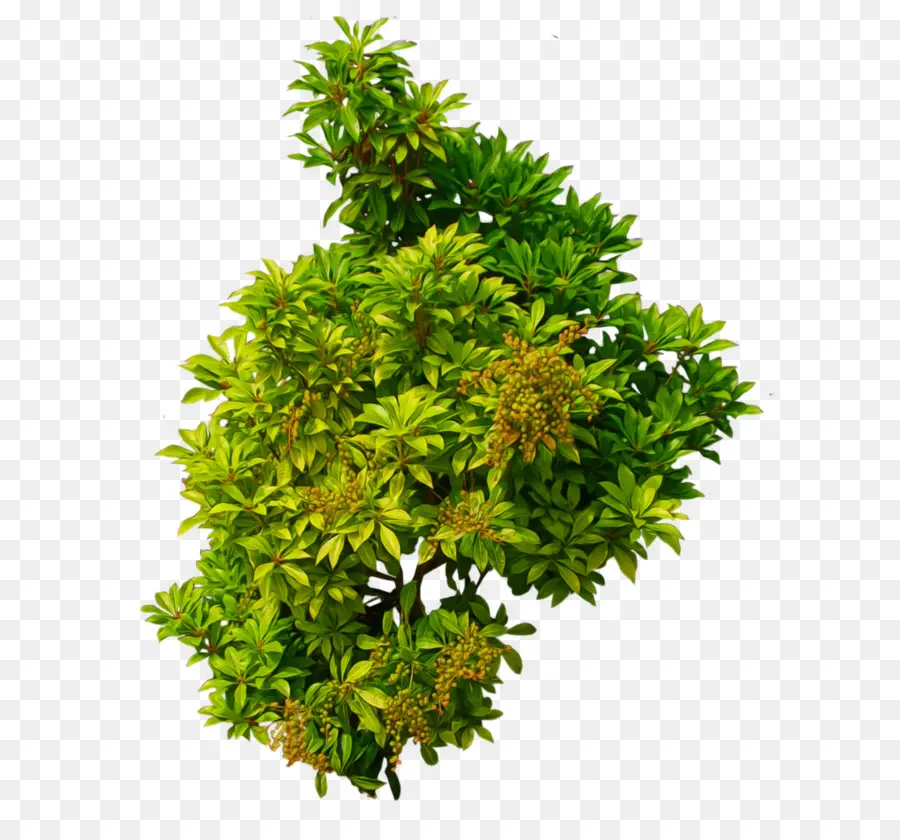 Arbusto，Planta PNG