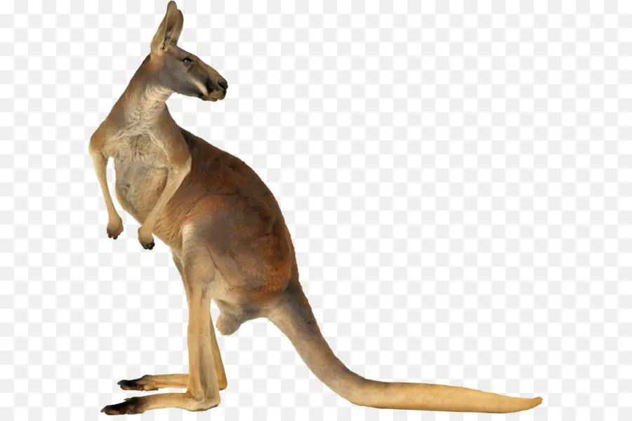 Austrália，Vermelho Canguru PNG