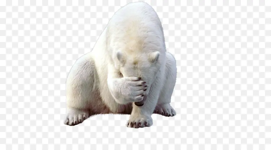 Polar Urso，Kodiak Urso PNG