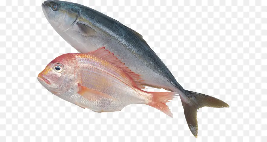Peixe，Frutos Do Mar PNG