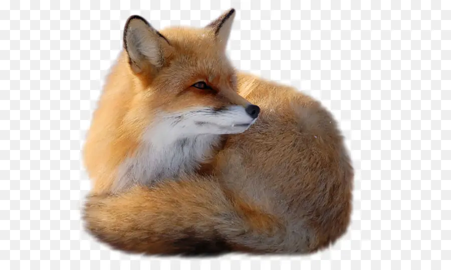 Raposa Vermelha，Fox PNG