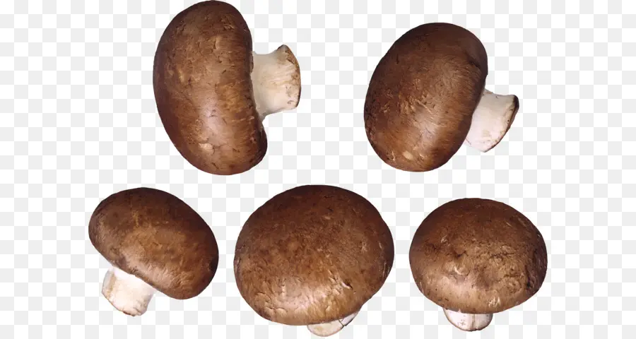 Cogumelos，Fungos PNG