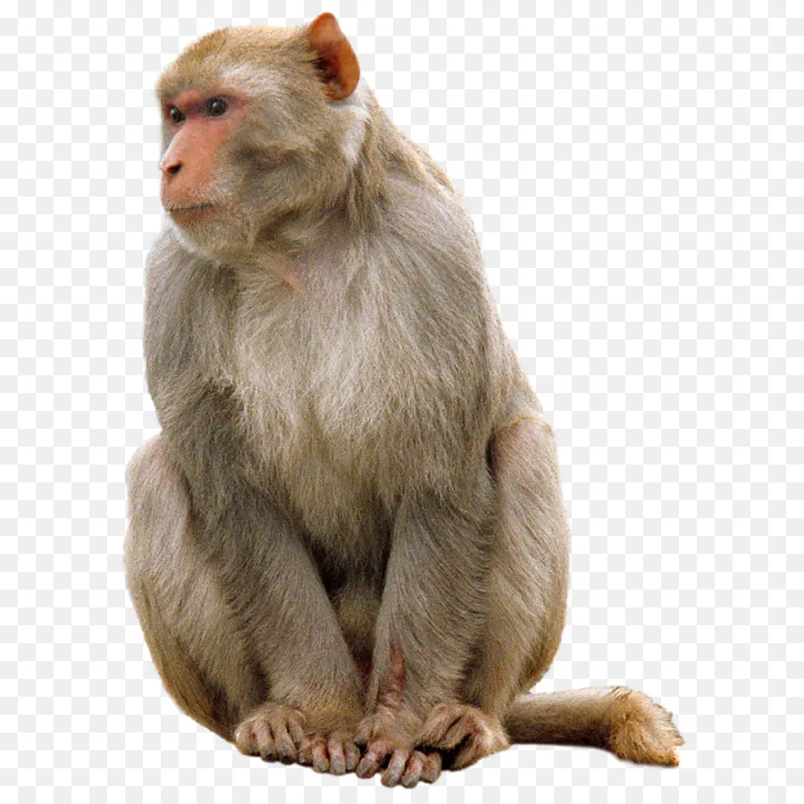 Mandril，De Primatas PNG