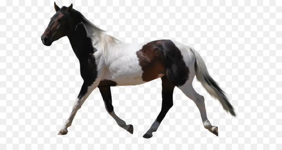 Americana Paint Horse，Garanhão PNG