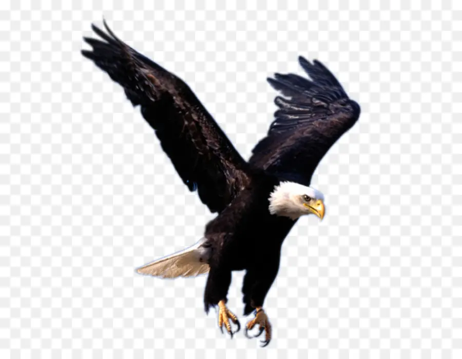 Careca águia，Aves PNG