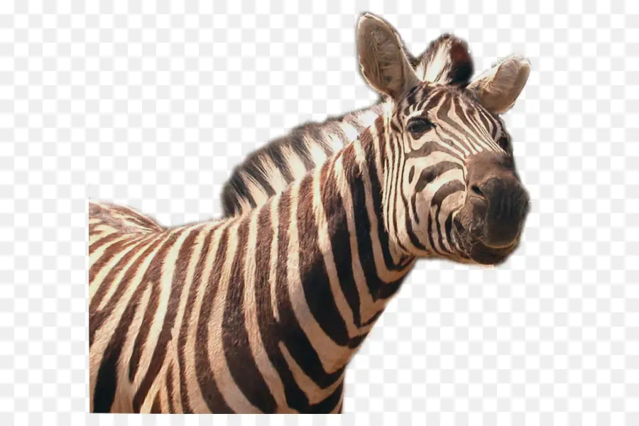 Zebra，Listras PNG