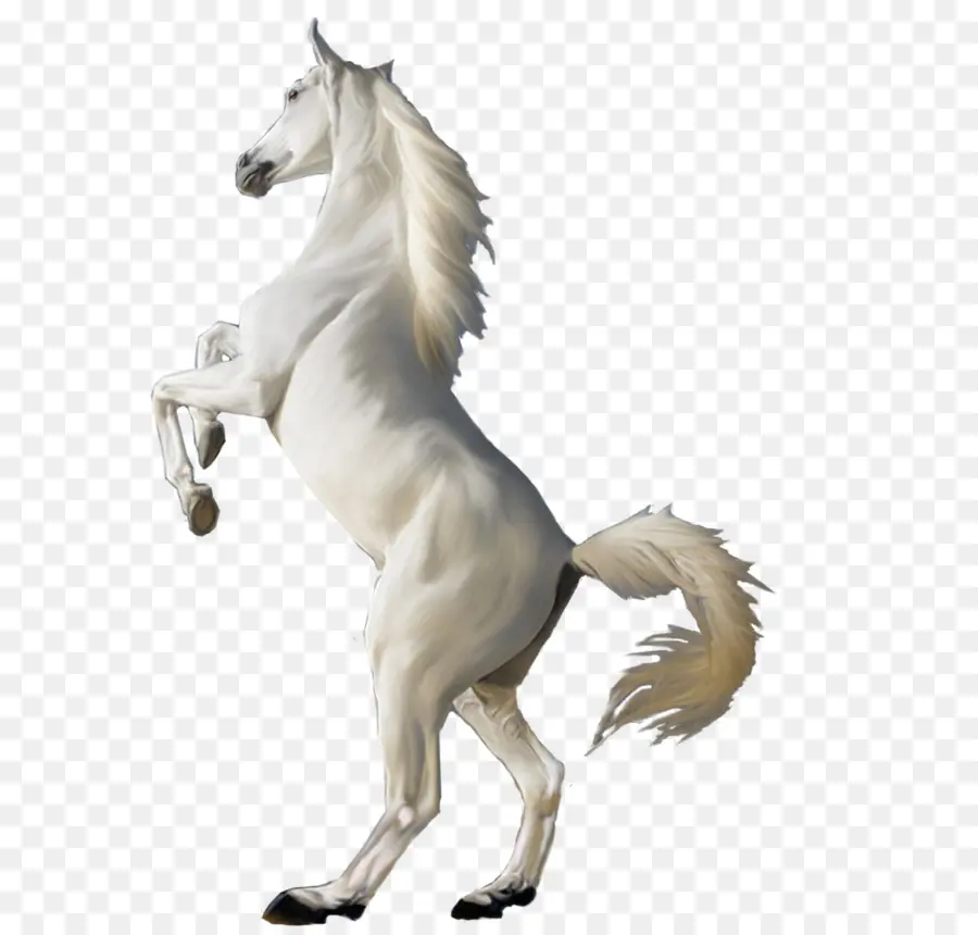 árabe Cavalo，Branco PNG