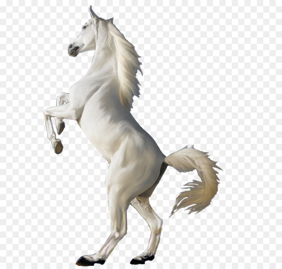 Cavalo Branco Em Png - Horse, Transparent Png - kindpng