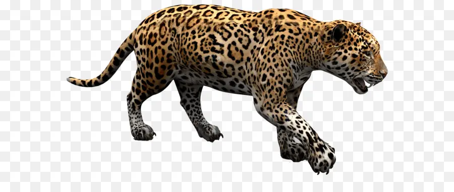 Jaguar，Jaguar Carros PNG