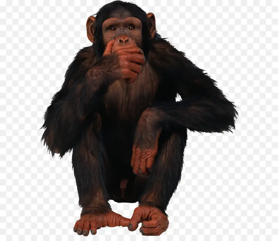 Comum Do Chimpanzé，Ape PNG