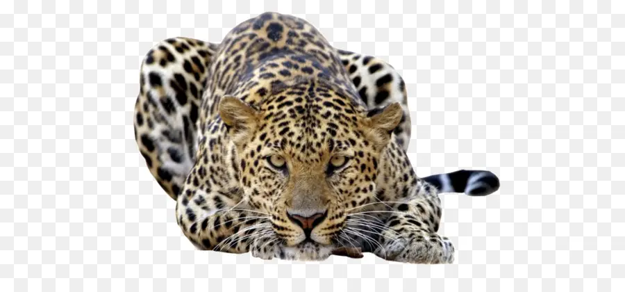 Leopard，Ambiente De Trabalho Papel De Parede PNG