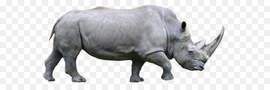 Rinoceronte，Afro Rhino PNG