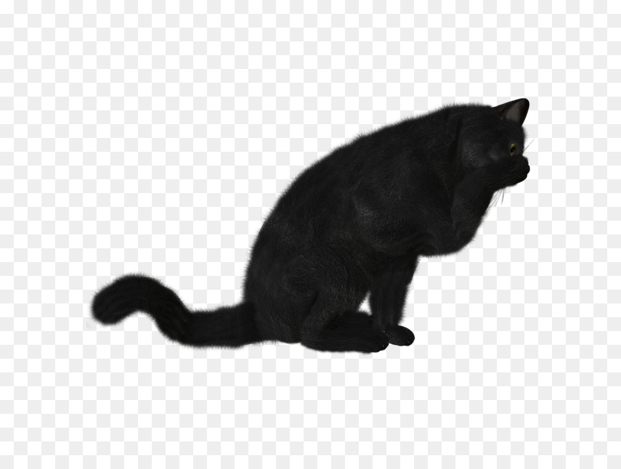 Gato Preto，Felino PNG