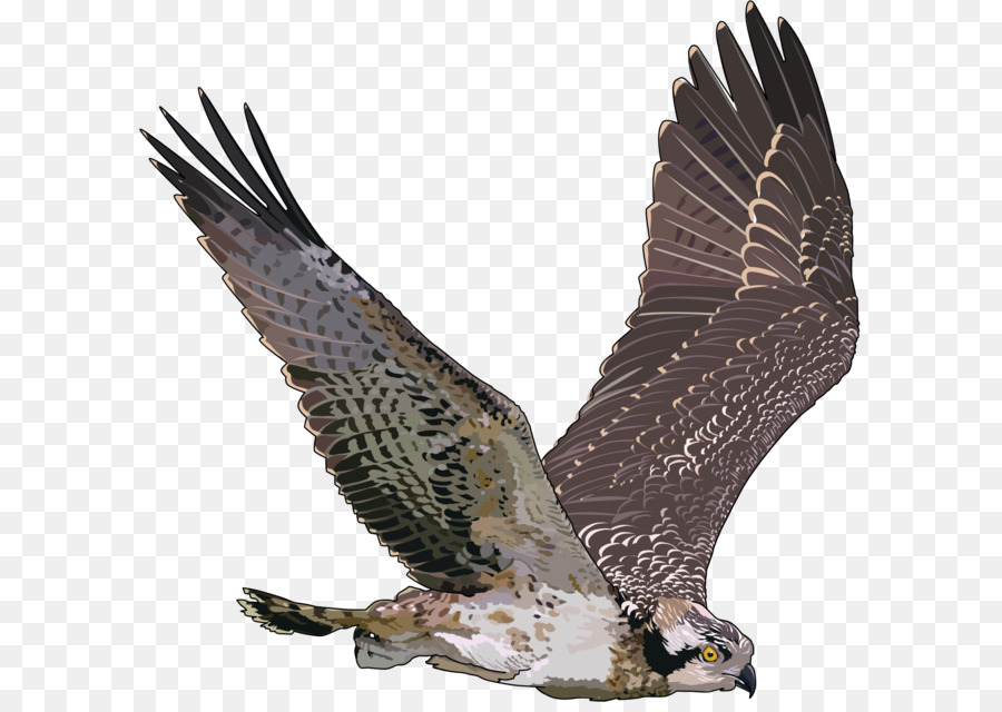 Aves，Seahawk PNG