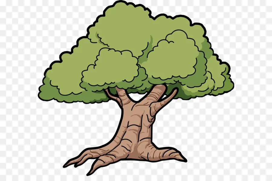 Carvalho，árvore PNG