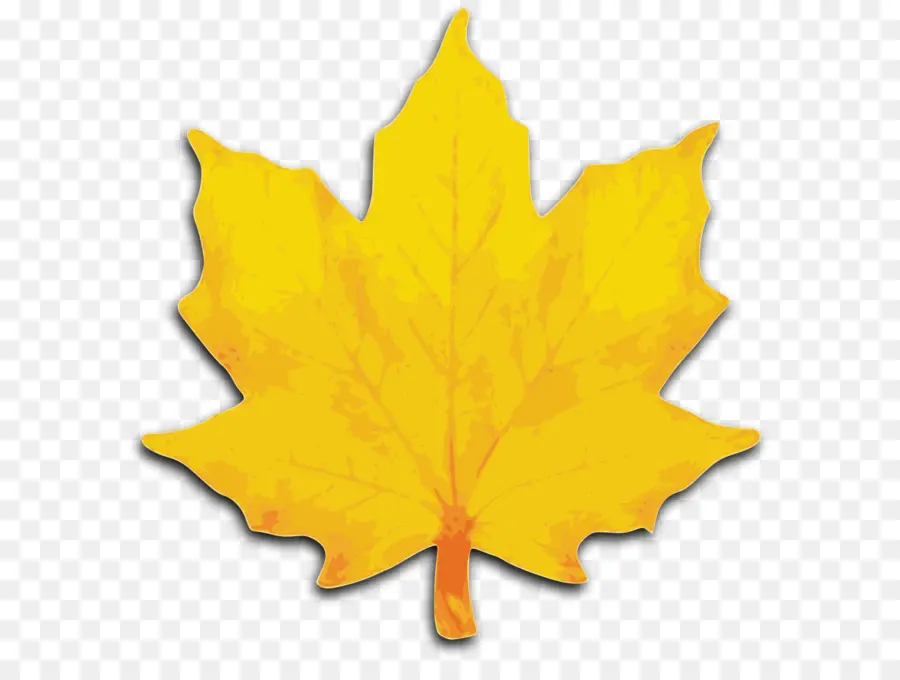 Maple Leaf，Folha PNG