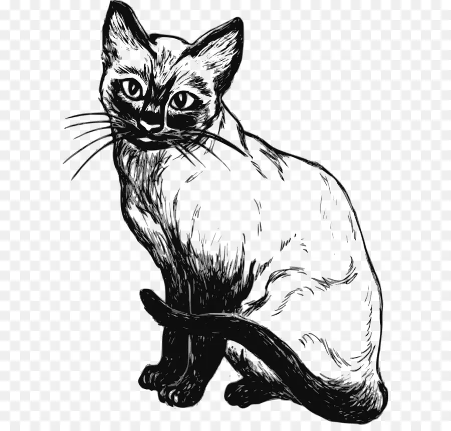 Siamese Cat，Gatinho PNG